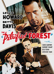 The Petrified Forest
