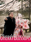 cherry blossoms poster