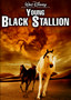 Young Black Stallion